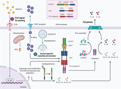 Frontiers Inflammasomes In Alveolar Bone Loss Immunology