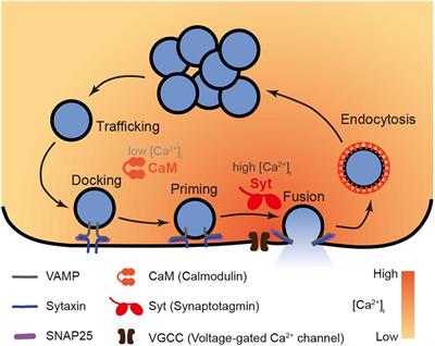 Frontiers  The Role of Calmodulin vs. Synaptotagmin in Exocytosis