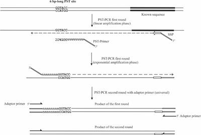 Single Specific Primer-Polymerase Chain Reaction (SSP-PCR) and Genome Walking