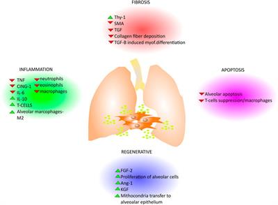 Complex urban atmosphere alters alveolar stem cells niche properties and  drives lung fibrosis