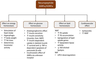 Frontiers New Peptides As Potential Players In The Crosstalk Between The Brain And Obesity Metabolic And Cardiovascular Diseases Physiology Frontiers New Peptides As Potential Players In The Crosstalk Between The Brain And Obesity Metabolic And Cardiovascular Diseases Physiology