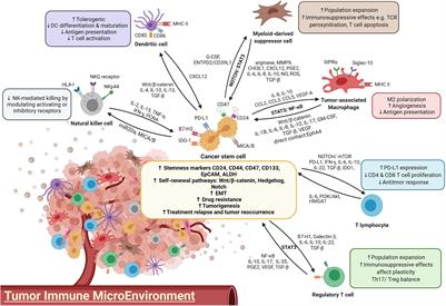 Cancer Cell II (Part II)