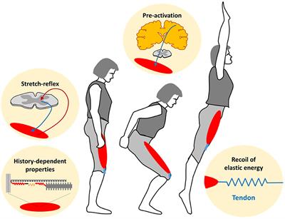 3.2 Create Massive Lag & Speed: Stretch Shortening Cycle • Top