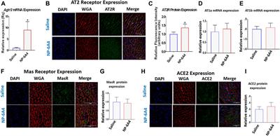 Frontiers  Effect of the renin-angiotensin system on the exacerbation of  adrenal glucocorticoid steroidogenesis in diabetic mice: Role of  angiotensin-II type 2 receptor