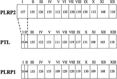 Frontiers Structure And Function Of Pancreatic Lipase Related Protein 2 And Its Relationship With Pathological States Genetics Frontiers Structure And Function Of Pancreatic Lipase Related Protein 2 And Its Relationship With Pathological States Genetics
