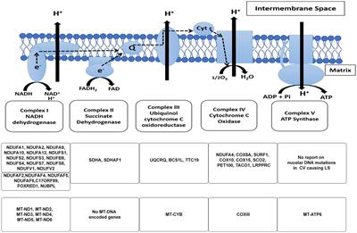 Frontiers Leigh Syndrome A Tale Of Two Genomes Physiology Frontiers Leigh Syndrome A Tale Of Two Genomes Physiology