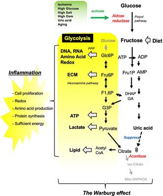 Frontiers Endogenous Fructose Metabolism Could Explain The Warburg Effect And The Protection Of Sglt2 Inhibitors In Chronic Kidney Disease Immunology
