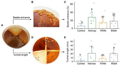 Frontiers Fungal Interactions And Host Tree Preferences In The Spruce Bark Beetle Ips Typographus Microbiology Frontiers Fungal Interactions And Host Tree Preferences In The Spruce Bark Beetle Ips Typographus Microbiology
