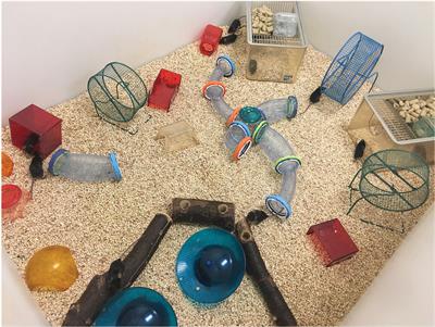 26 Mouse Cage Ideas  mouse cage, hamster diy, hamster toys
