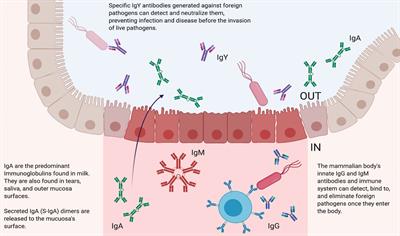 Frontiers  Limited Neonatal Carbohydrate-Specific Antibody