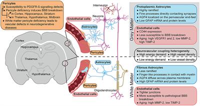 Frontiers Location Matters Navigating Regional Heterogeneity Of The Neurovascular Unit