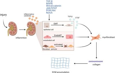 Notch1 signaling enhances collagen expression and fibrosis in