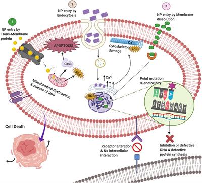 Frontiers Organoid Technology A Reliable Developmental Biology Tool For Organ Specific Nanotoxicity Evaluation Cell And Developmental Biology