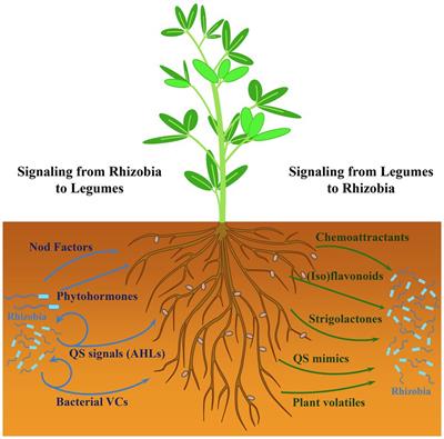 Frontiers | Rhizobial Volatiles: Potential New Players in the Complex  Interkingdom Signaling With Legumes