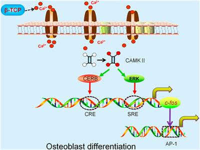 PDF) Use of chitosan and β-tricalcium phosphate, alone and in