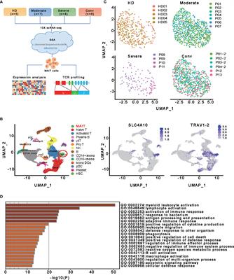 Frontiers Single Cell Transcriptomic Profiling Of Mait Cells In Patients With Covid 19 Immunology Frontiers Single Cell Transcriptomic Profiling Of Mait Cells In Patients With Covid 19 Immunology