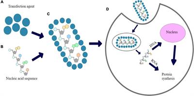 Frontiers | An Overview of Methods and Tools for Transfection of Eukaryotic  Cells in vitro