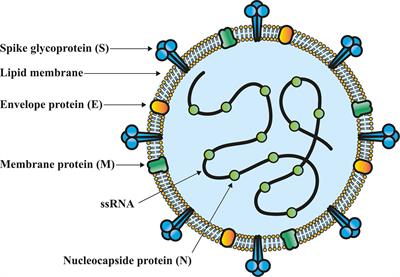 Frontiers Sars Cov 2 Vaccines Based On The Spike Glycoprotein And Implications Of New Viral Variants Immunology