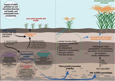 II. Understanding Contaminants in Soil and their Effects on Plant Health