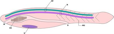 Frontiers | The Enigmatic Reissner’s Fiber and the Origin of Chordates