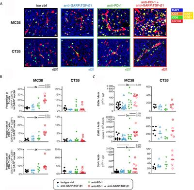 Frontiers Combined Blockade Of Garp Tgf B1 And Pd 1 Increases Infiltration Of T Cells And Density Of Pericyte Covered Garp Blood Vessels In Mouse Mc38 Tumors
