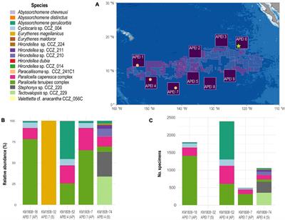 Frontiers Biogeography And Connectivity Across Habitat Types And Geographical Scales In Pacific Abyssal Scavenging Amphipods Marine Science Frontiers Biogeography And Connectivity Across Habitat Types And Geographical Scales In Pacific Abyssal Scavenging Amphipods Marine Science