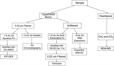 Magnetite Alters the Metabolic Interaction between Methanogens and