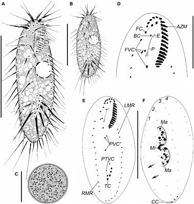 Frontiers | Morphology, Morphogenesis, and Molecular Phylogeny of a New ...