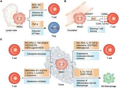 Polyamines from myeloid-derived suppressor cells promote Th17 polarization  and disease progression: Molecular Therapy