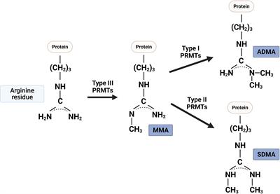 Frontiers | Role of Protein Arginine Methyltransferases and Inflammation in  Muscle Pathophysiology