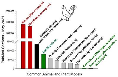 Frontiers | Beyond the Chicken: Alternative Avian Models for Developmental  Physiological Research