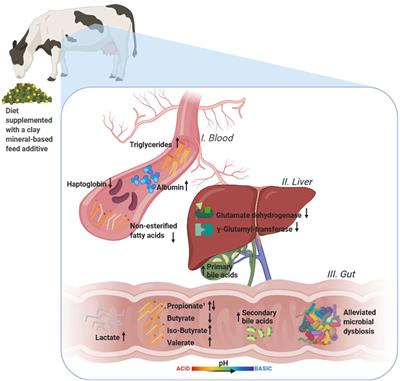 Frontiers | Supplementing a Clay Mineral-Based Feed Additive Modulated Fecal Microbiota Composition, Liver Health, and Lipid Serum Metabolome in Dairy Cows Fed Starch-Rich Diets Frontiers | Supplementing a Clay Mineral-Based Feed Additive Modulated Fecal Microbiota Composition, Liver Health, and Lipid Serum Metabolome in Dairy Cows Fed Starch-Rich Diets