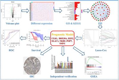Frontiers Rna Binding Proteins Clk1 And Pop7 As Biomarkers For Diagnosis And Prognosis Of Esophageal Squamous Cell Carcinoma Cell And Developmental Biology
