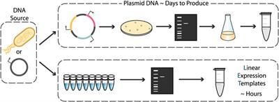 Frontiers | Effective Use of Linear DNA in Cell-Free Expression Systems |  Bioengineering and Biotechnology
