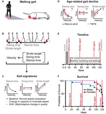 Frontiers Shifts in Gait Signatures Mark the End of Lifespan in Mice, With Sex Differences in Timing photo