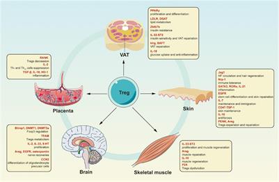 Frontiers | Tissue Tregs and Maintenance of Tissue Homeostasis Frontiers | Tissue Tregs and Maintenance of Tissue Homeostasis