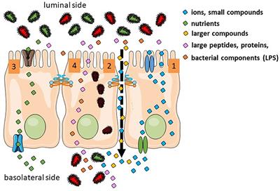 Frontiers  The Role of Intestinal Permeability in 