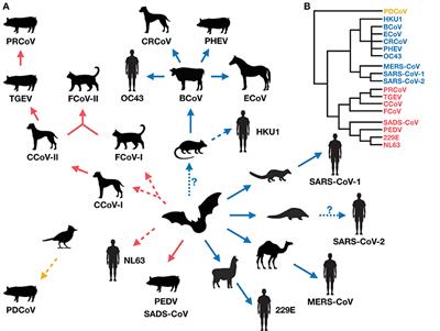 Frontiers | Cross-Species Transmission of Coronaviruses in Humans and Domestic Mammals, What Are the Ecological Mechanisms Driving Transmission, Spillover, and Disease Emergence? Frontiers | Cross-Species Transmission of Coronaviruses in Humans and Domestic Mammals, What Are the Ecological Mechanisms Driving Transmission, Spillover, and Disease Emergence?