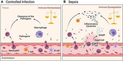 Frontiers Inflammation and immune cell abnormalities in