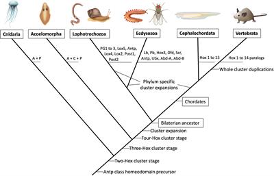 Frontiers Anterior Hox Genes And The Process Of Cephalization Cell And Developmental Biology Frontiers Anterior Hox Genes And The Process Of Cephalization Cell And Developmental Biology