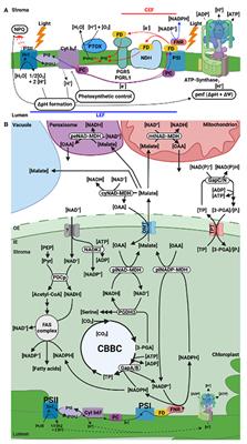 Frontiers | Indirect Export Of Reducing Equivalents From The Chloroplast To  Resupply Nadp For C3 Photosynthesis—Growing Importance For Stromal Nad(H)?  | Plant Science Frontiers | Indirect Export Of Reducing Equivalents From The Chloroplast To  Resupply Nadp For C3 Photosynthesis—Growing Importance For Stromal Nad(H)?  | Plant Science