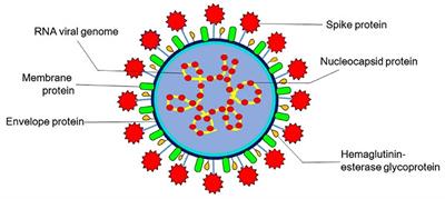 Frontiers | Evolution, Interspecies Transmission, and Zoonotic Significance of Animal Coronaviruses Frontiers | Evolution, Interspecies Transmission, and Zoonotic Significance of Animal Coronaviruses