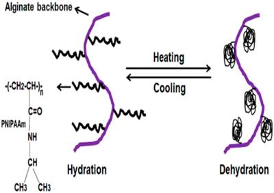Frontiers The Usages And Potential Uses Of Alginate For Healthcare Applications Molecular Biosciences