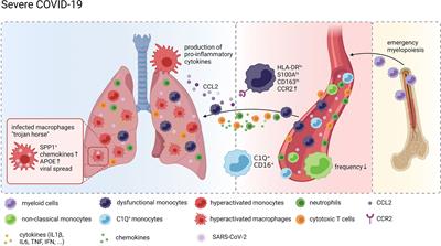 Frontiers Monocytes And Macrophages In Covid 19 Immunology