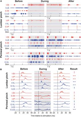 Frontiers | Inhibition and Facilitation of the Spinal Locomotor Central Pattern Generator Reflex Circuits by Feedback From Lumbar and Perineal Regions After Spinal Cord Injury | Neuroscience