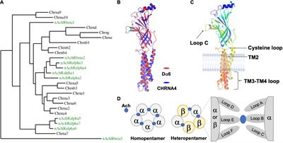frontiers constructing and tuning excitatory cholinergic synapses the multifaceted functions of nicotinic acetylcholine receptors in drosophila neural development and physiology cellular neuroscience