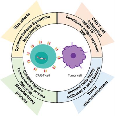 Novel engineered chimeric engulfment receptors trigger T cell effector  functions against SIV-infected CD4+ T cells: Molecular Therapy - Methods &  Clinical Development