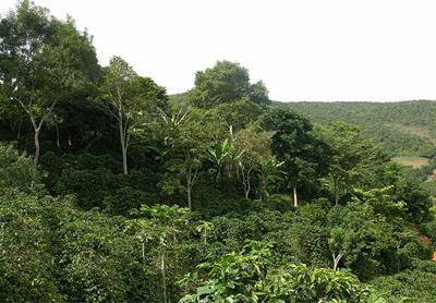 Frontiers | Agro-Ecological of Coffee Pests in Brazil Sustainable Food Systems
