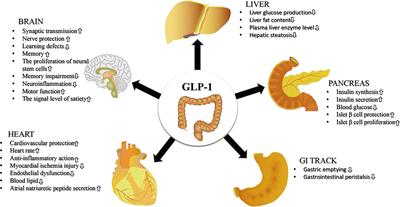 Frontiers | GLP-1 Receptor Agonists: Beyond Their Pancreatic Effects