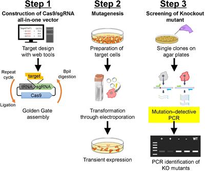 Genome-wide Mapping of Off-Target Events in Single-Stranded  Oligodeoxynucleotide-Mediated Gene Repair Experiments: Molecular Therapy